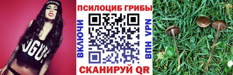 Купить закладки  Шлиссельбург  Псилоцибиновые грибы ЛСД 